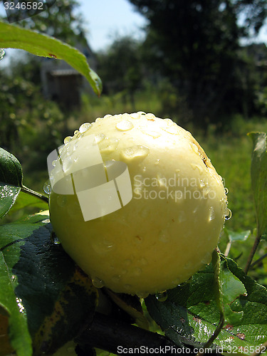Image of very tasty and ripe apple