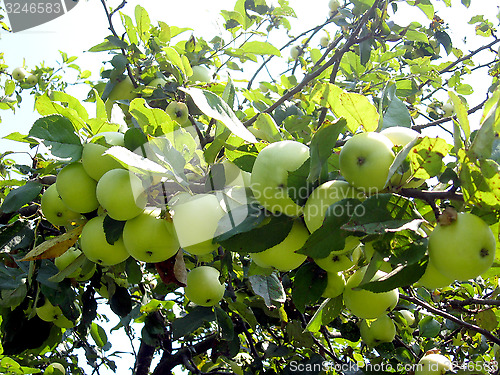 Image of big branch with ripe apples