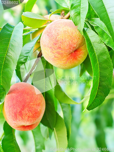 Image of peach on tree