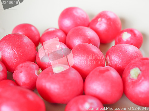 Image of Radish vegetable 