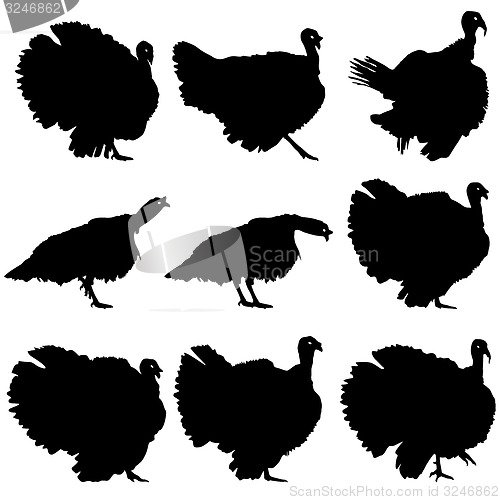 Image of Silhouettes of turkeys. illustration.