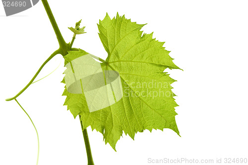 Image of Grape leaf