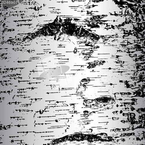 Image of bark of birch in the cracks texture. illustration.