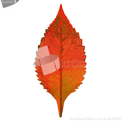 Image of Autumn  leaf  on white background. illustration.