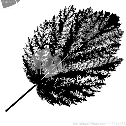 Image of Autumn  leaf  on white background. illustration.