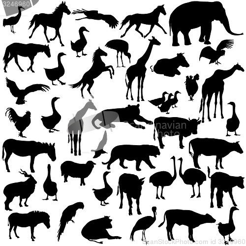 Image of Set  silhouettes  animals and birds in the zoo collection. 