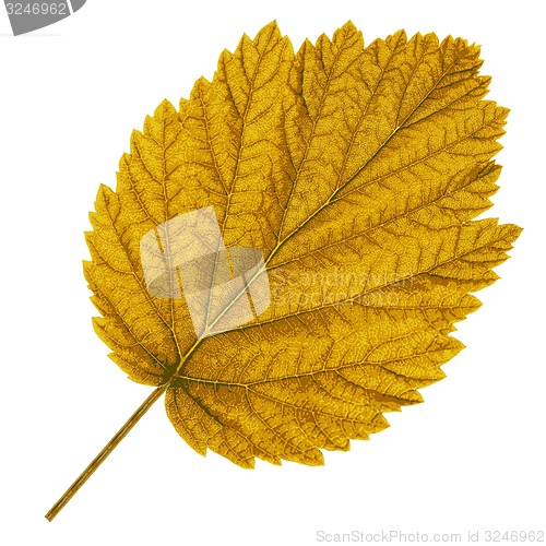 Image of Autumn  leaf  on white background. illustration.