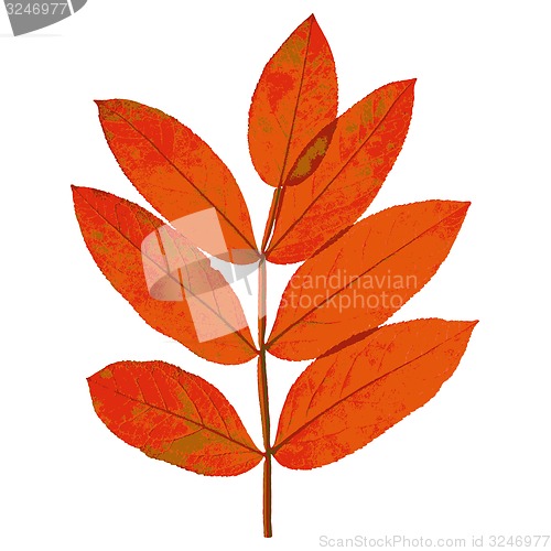 Image of Autumn  leaf  on white background. illustration.