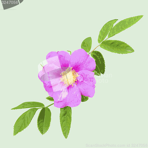 Image of Wild rose isolated on green  background. illustration.