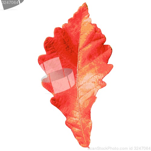 Image of Autumn  leaf  on white background. illustration.
