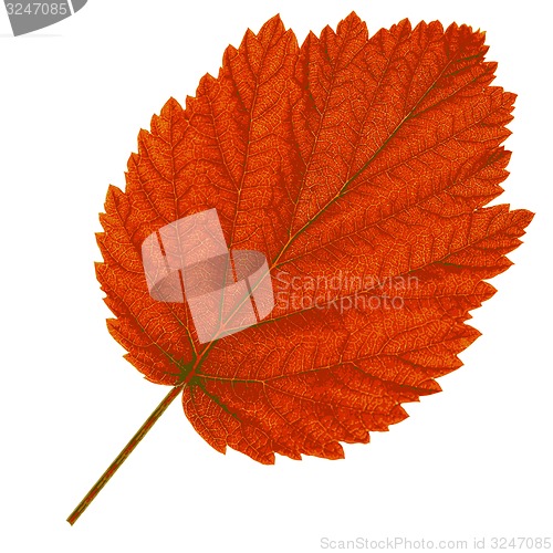Image of Autumn  leaf  on white background. illustration.