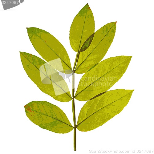 Image of Autumn  leaf  on white background. illustration.