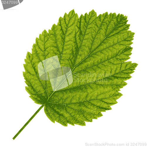 Image of Autumn  leaf  on white background. illustration.