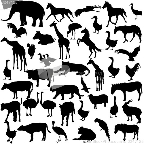 Image of Set  silhouettes  animals and birds in the zoo collection. 