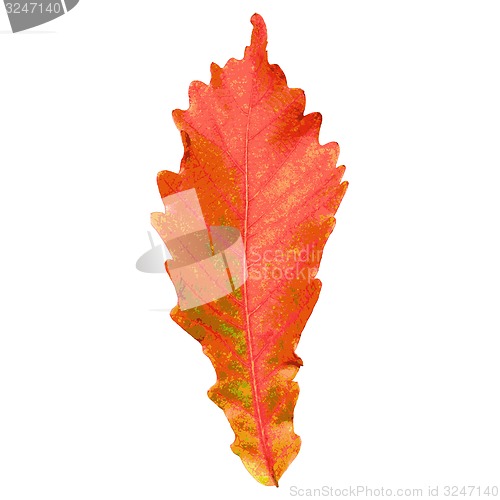 Image of Autumn  leaf  on white background. illustration.