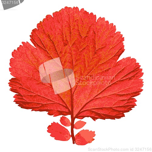 Image of Autumn  leaf  on white background. illustration.