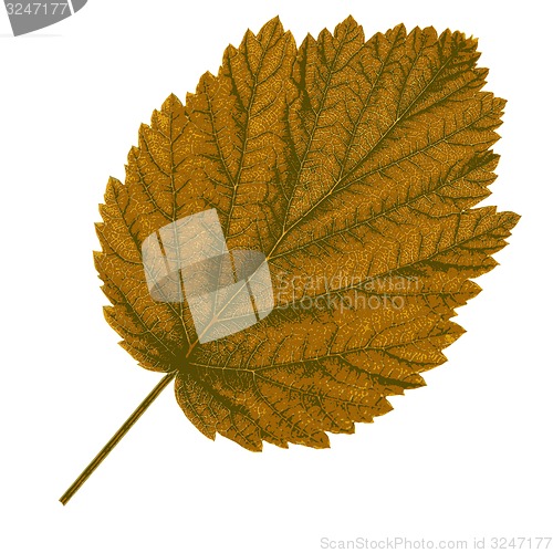 Image of Autumn  leaf  on white background. illustration.