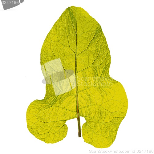 Image of Autumn  leaf  on white background. illustration.