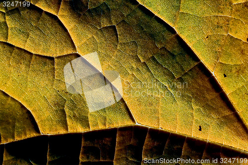 Image of yellow  leaf