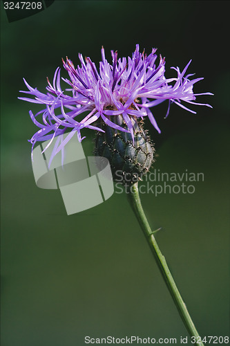 Image of  scabiosa jacea