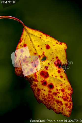 Image of yellow autumn leaf