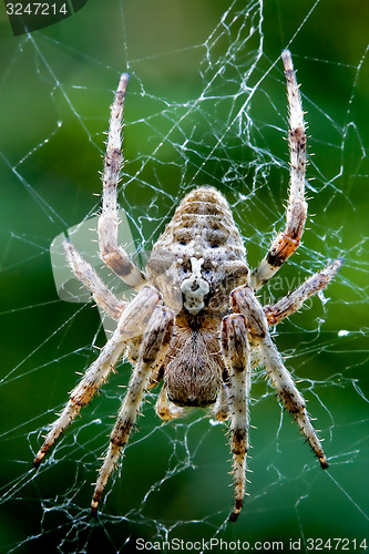 Image of  Araneus Angulatus