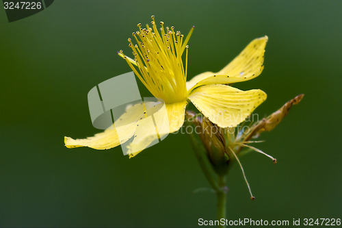 Image of  yellow close up 