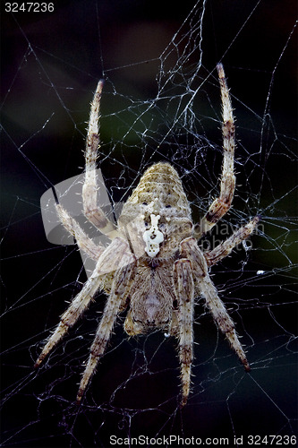 Image of spider  Araneus Angulatus