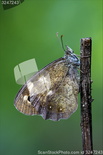 Image of butterfly resting in a branch