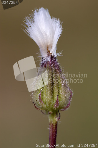 Image of little flower in the deep brown 
