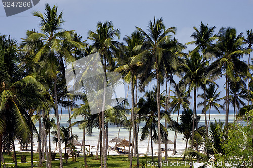 Image of palm and coastline in  zanzibar