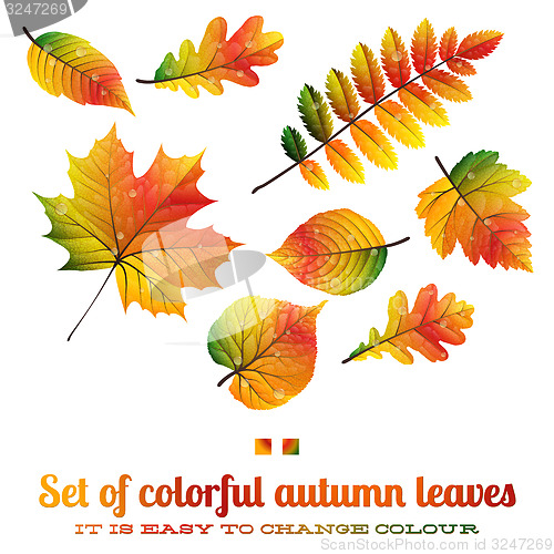 Image of Set of colorful autumn leaves. EPS 10