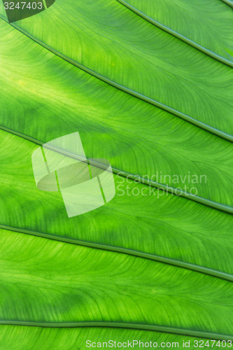 Image of green palm tree leaf