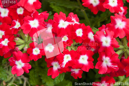 Image of beautiful red flowers at summer garden