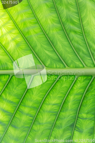 Image of green palm tree leaf