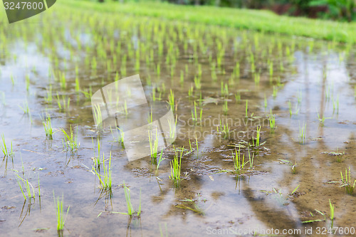 Image of rice field at plantation in asia