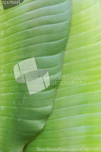 Image of green palm tree leaf