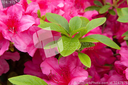 Image of beautiful red flowers at summer garden