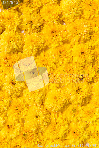 Image of beautiful chrysanthemums flowers