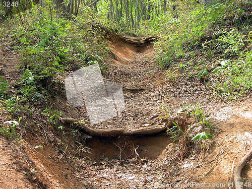 Image of Path In The Forest