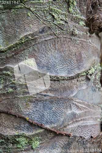 Image of close up of palm tree trunk bark surface