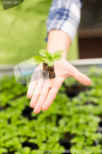 Image of close up of woman hand holding seedling sprout