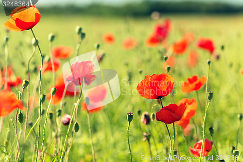 Image of summer blooming poppy field