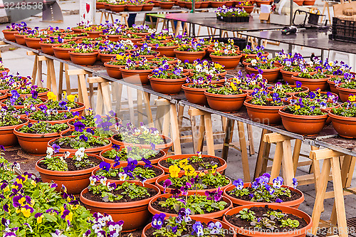 Image of flowers at the square