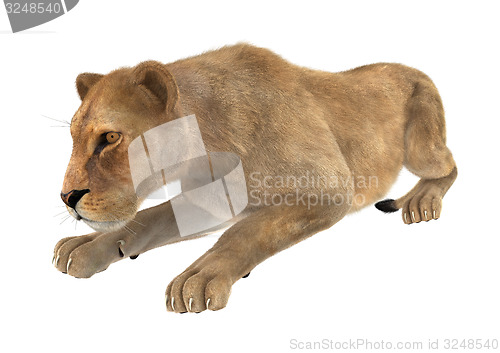 Image of Female Lion