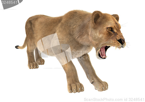 Image of Female Lion