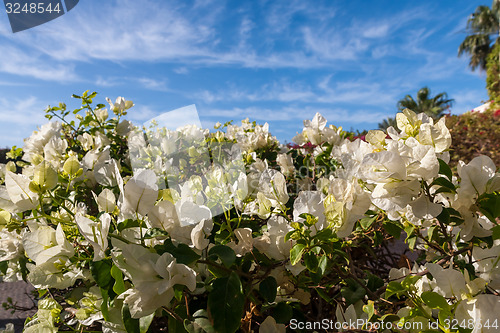 Image of White bougainvillea, Sharm el Sheikh, Egypt.