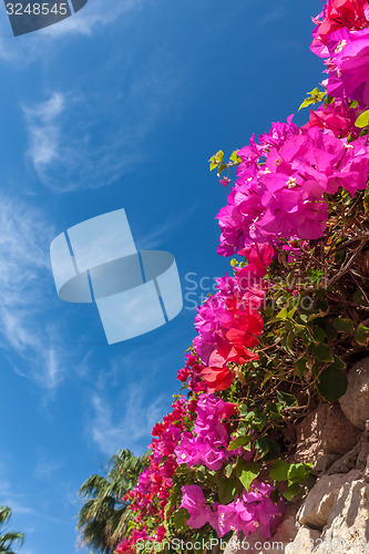 Image of pink bougainvillea, Sharm el Sheikh, Egypt.