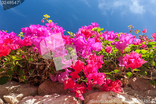 Image of pink bougainvillea, Sharm el Sheikh, Egypt.