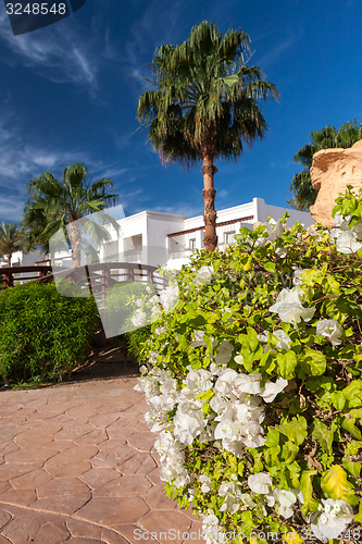 Image of The tropical garden in Egypt.